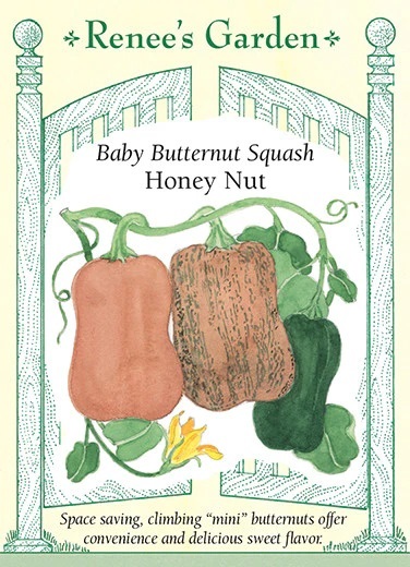RG Squash Baby Honey Nut Butternut